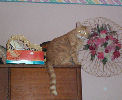 Neelix - cat,kat,gato - Kats R Us