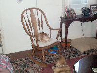 Neelix - cat,kat,gato - Kats R Us