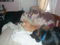 Neelix - cat,kat,gato - Kats R Us