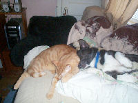 Neelix - cat,kat,gato - Kats R Us