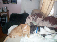 Neelix - cat,kat,gato - Kats R Us
