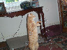 Neelix - cat,kat,gato - Kats R Us