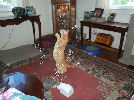 Neelix - cat,kat,gato - Kats R Us