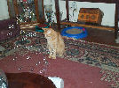 Neelix - cat,kat,gato - Kats R Us