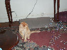 Neelix - cat,kat,gato - Kats R Us