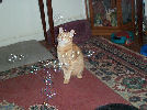 Neelix - cat,kat,gato - Kats R Us
