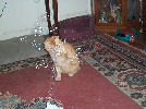 Neelix - cat,kat,gato - Kats R Us