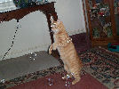 Neelix - cat,kat,gato - Kats R Us