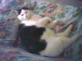 Romeo - cat,kat,gato - Kats R Us