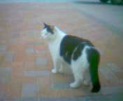 Romeo - cat,kat,gato - Kats R Us