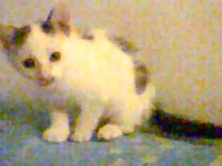 Mattias - cat,kat,gato - Kats R Us