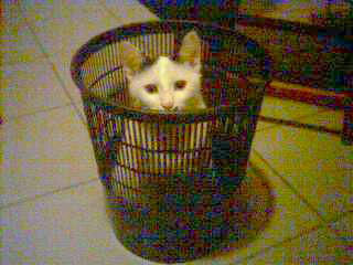 Mattias - cat,kat,gato - Kats R Us