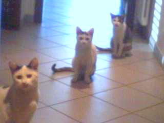 Mattias - cat,kat,gato - Kats R Us