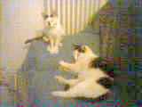 Romeo - cat,kat,gato - Kats R Us