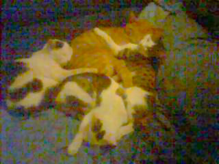 Romeo - cat,kat,gato - Kats R Us
