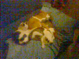 Romeo - cat,kat,gato - Kats R Us