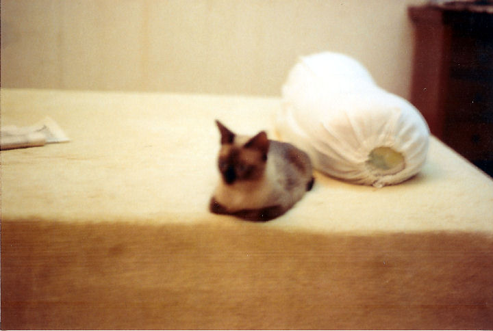 Samantha - cat,kat,gato - Kats R Us