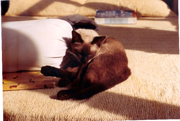 Samantha - cat,kat,gato - Kats R Us