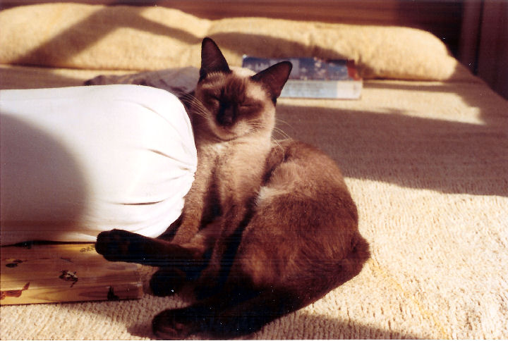 Samantha - cat,kat,gato - Kats R Us