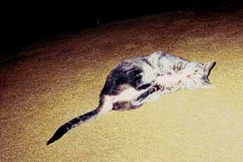 Steinway stoned on catnip