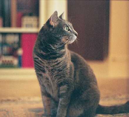 Steinway - cat,kat,gato - Kats R Us