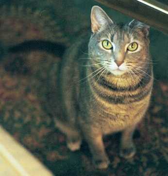 Steinway - cat,kat,gato - Kats R Us