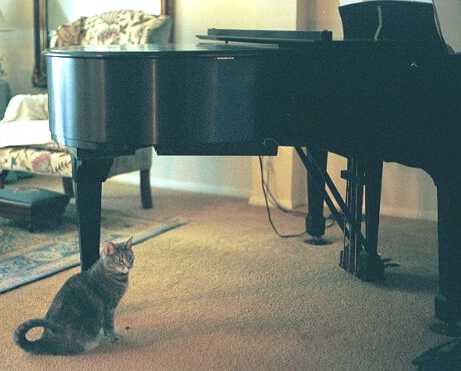 Steinway - cat,kat,gato - Kats R Us