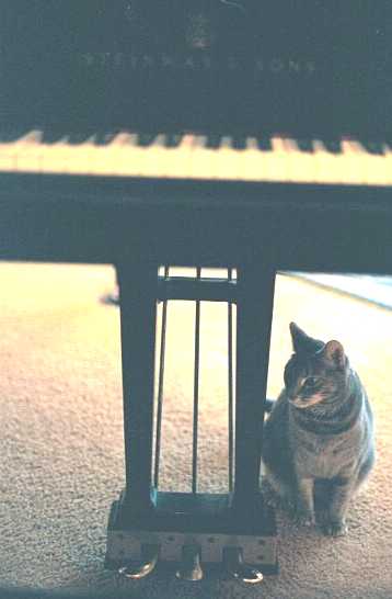 Steinway - cat,kat,gato - Kats R Us