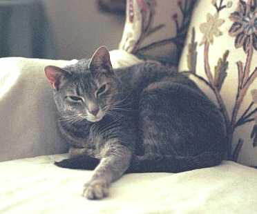 Steinway - cat,kat,gato - Kats R Us