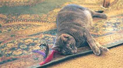 Steinway - cat,kat,gato - Kats R Us