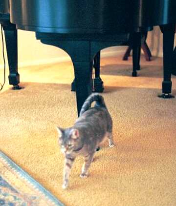 Steinway - cat,kat,gato - Kats R Us