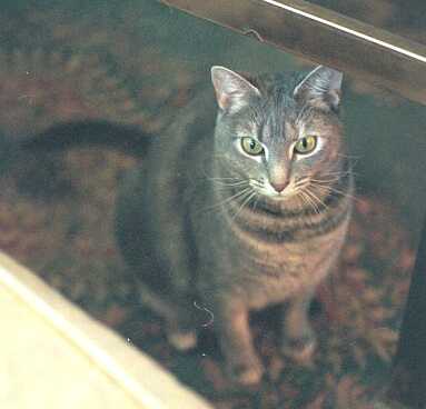 Steinway - cat,kat,gato - Kats R Us