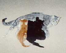 Steinway - cat,kat,gato - Kats R Us