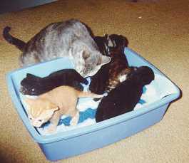 Steinway - cat,kat,gato - Kats R Us