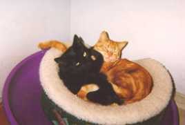 Steinway - cat,kat,gato - Kats R Us