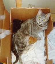Steinway - cat,kat,gato - Kats R Us