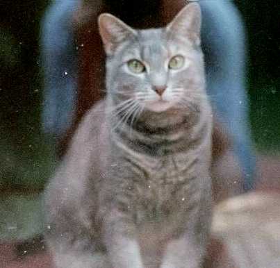 Steinway - cat,kat,gato - Kats R Us