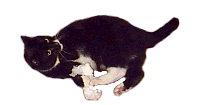 Vester - cat,kat,gato - Kats R Us