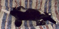 Vester - cat,kat,gato - Kats R Us