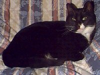 Vester - cat,kat,gato - Kats R Us