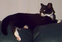 Vester - cat,kat,gato - Kats R Us