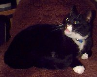 Vester - cat,kat,gato - Kats R Us