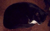 Vester - cat,kat,gato - Kats R Us