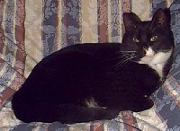 Vester - cat,kat,gato - Kats R Us